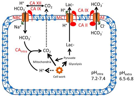 carbonic anhydrase ii function
